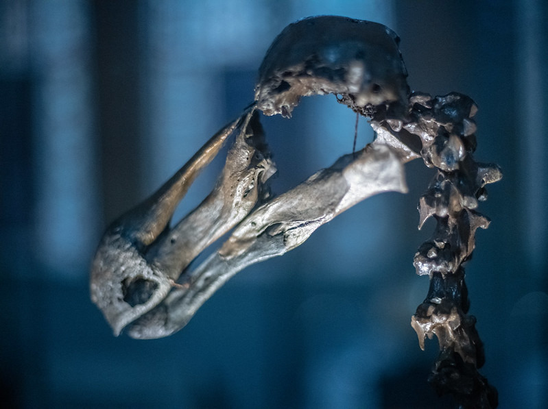 Mass extinction: Dodo