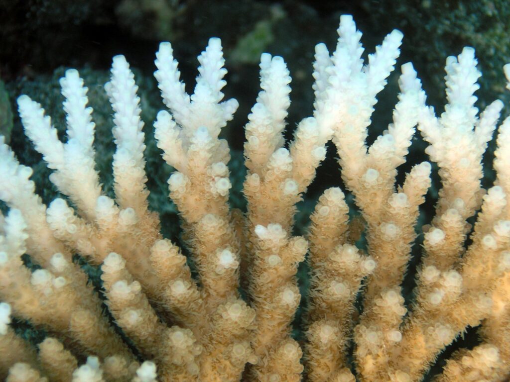 mass extinction event, coral bleaching