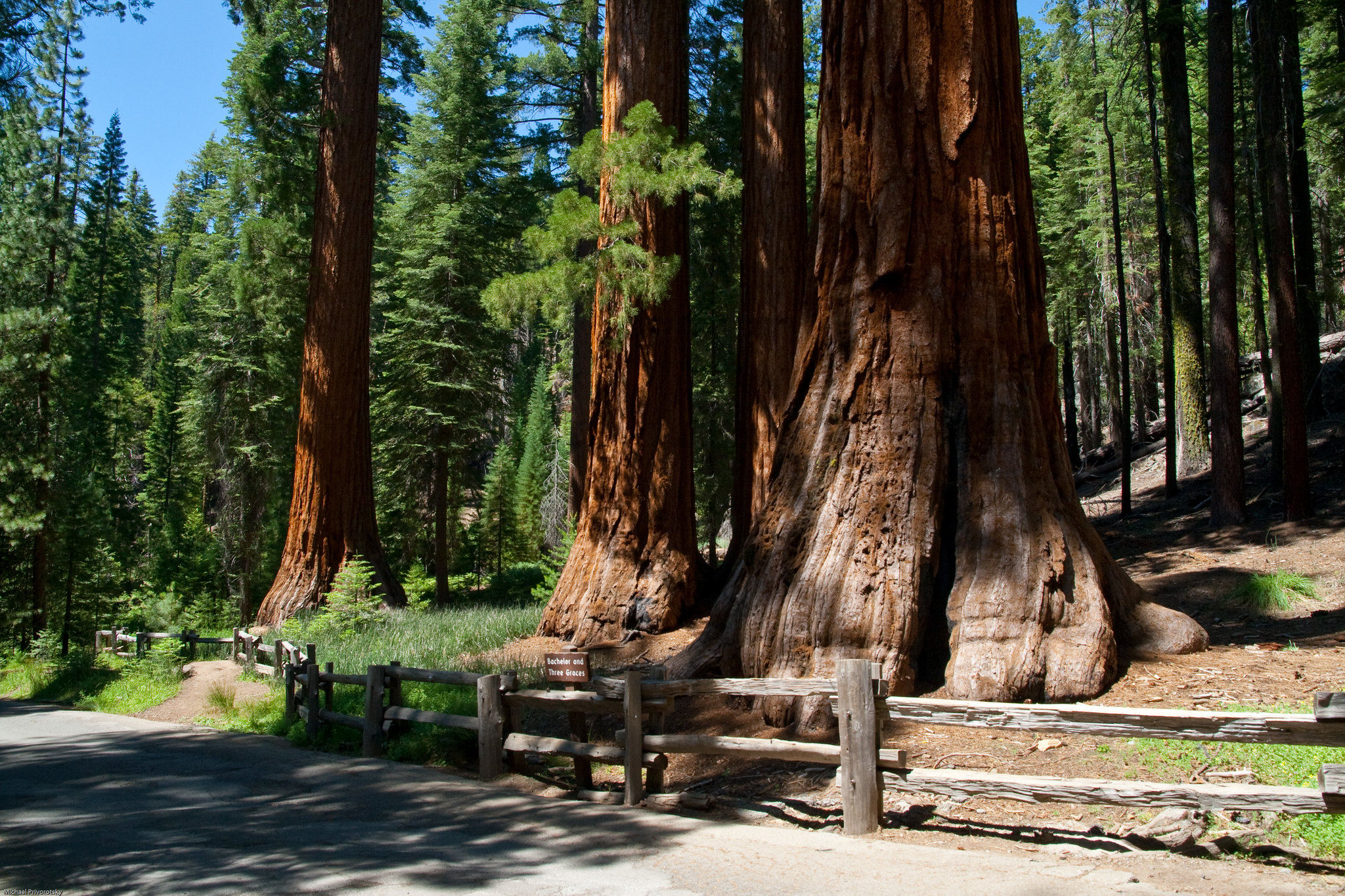 Plant Genome: Giant Sequoia in Yosemite National Park