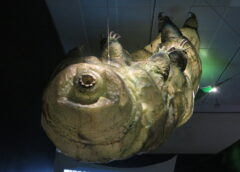 The water bear or moss piglet is a tiny invertebrate that's been around on Earth for more than half a billion years. This is a giant model at the AMNH's "Life at the Limits" exhibit. Photo courtesy of Eden, Janine, and Jim(CC BY 2.0)