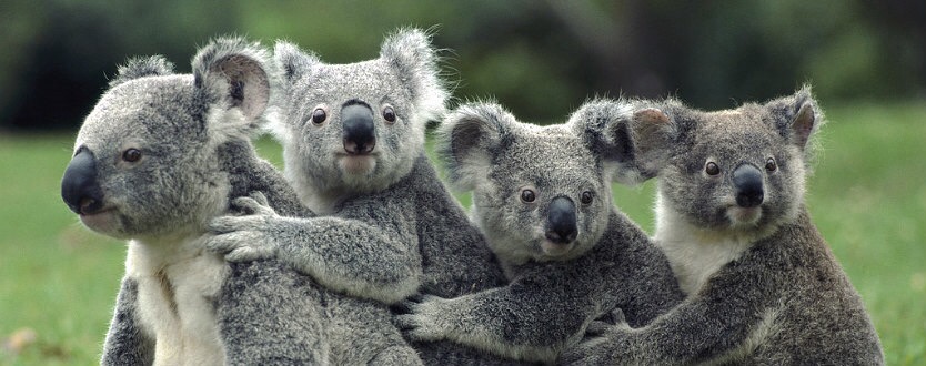 Iconic Koalas clinging to life along with their human admirers in bushfire-ravaged Australia. Photo by Ninian Reid (CC BY 2.0)