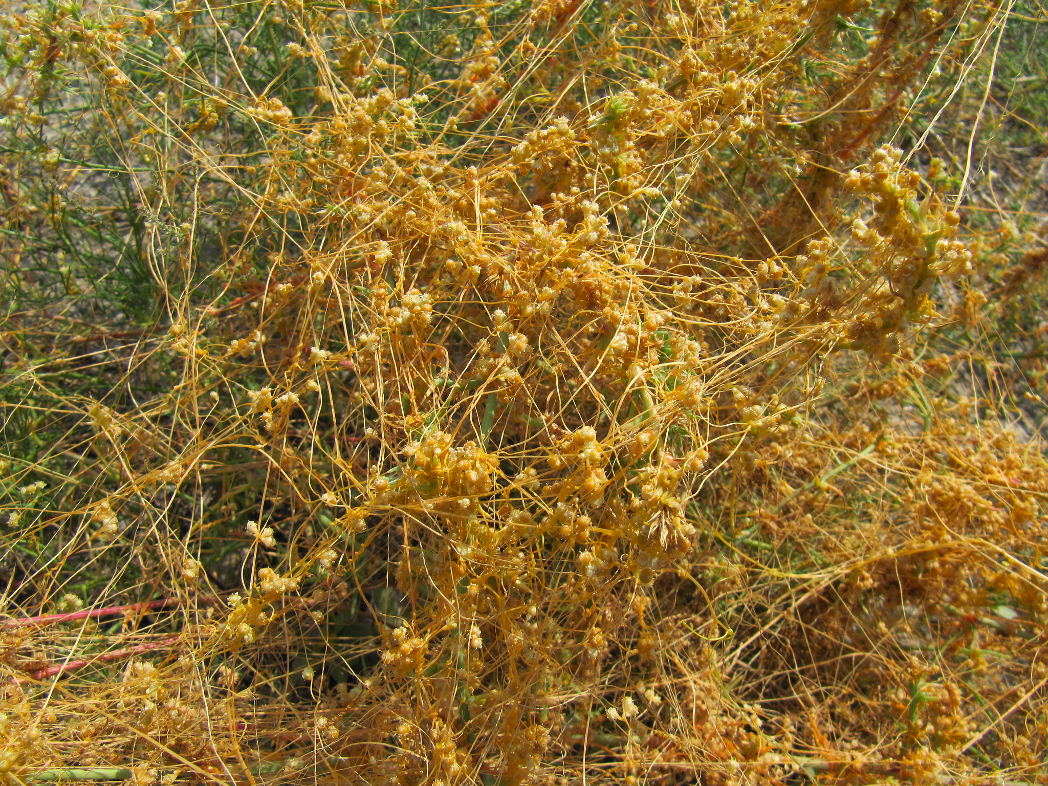 Dodder (Cuscutta) Photo by Leonora (Ellie) Enking