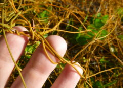 Parasitic plant: Dodder (Cuscutta) Photo by BCGX via Flickr (CC BY-NC 2.0)