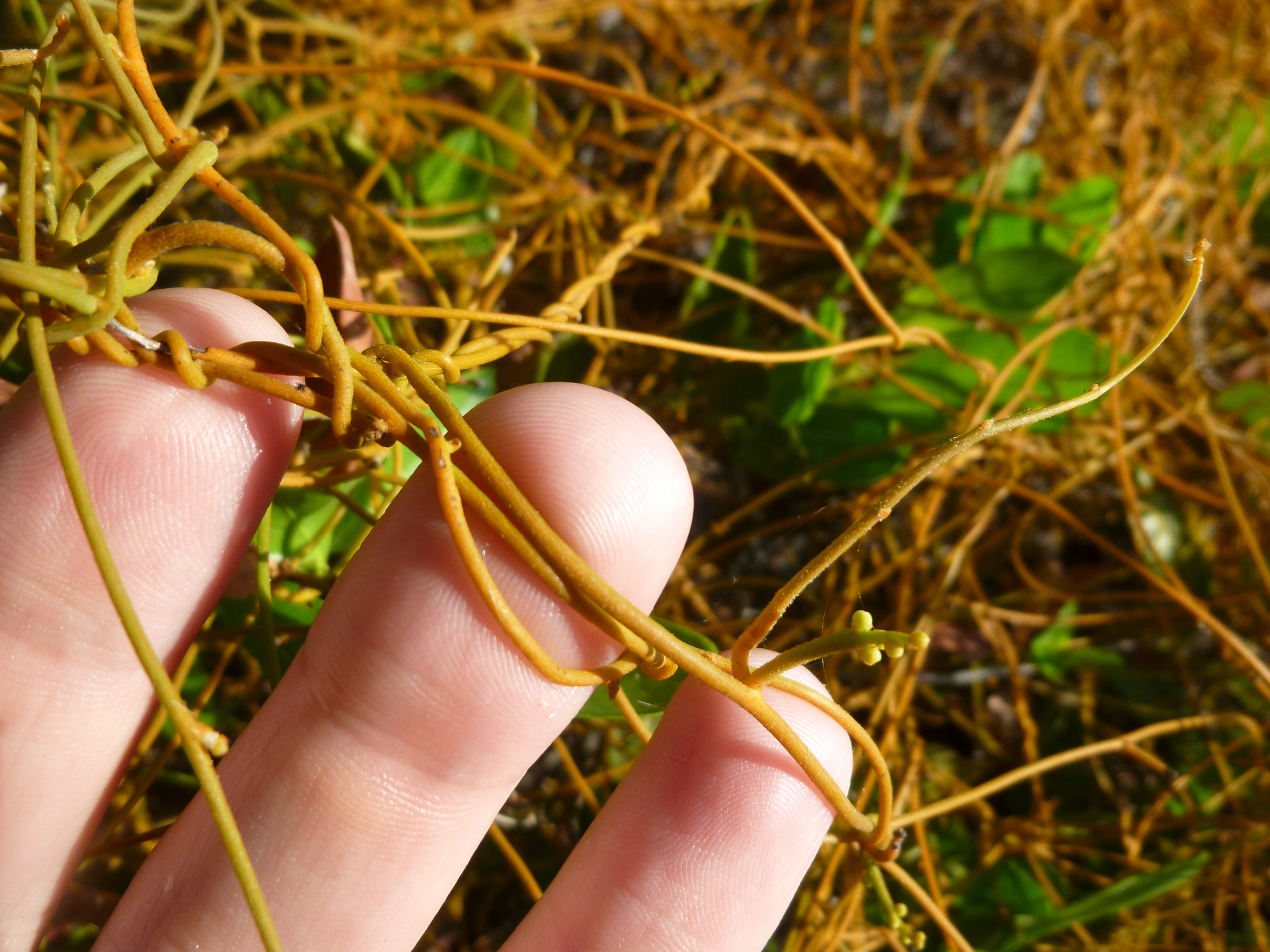 Parasitic plant: Dodder (Cuscutta) Photo by BCGX via Flickr (CC BY-NC 2.0)