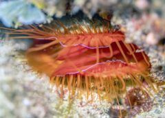 A disco clam shows off it's bright red tissue and flashing display. Lindsey Dougherty, University of Colorado at Boulder