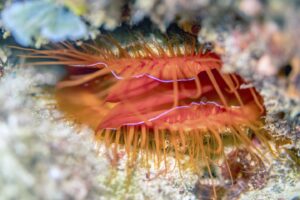 A disco clam shows off it's bright red tissue and flashing display. Lindsey Dougherty, University of Colorado at Boulder