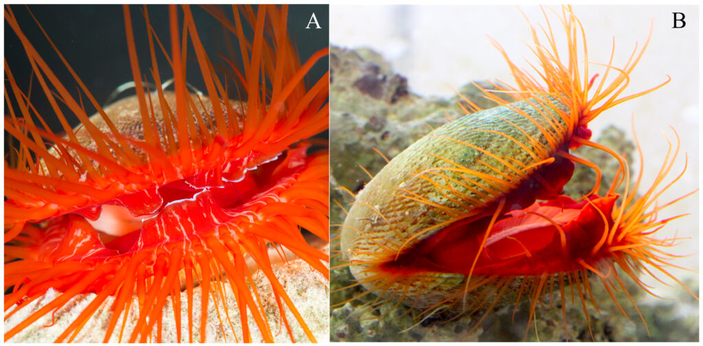 The disco clam (Ctenoides ales) (A) and Ctenoides scaber (B) exhibit reddish mantle and tentacle tissue derived from carotenoids. Credit: Dougherty et al., 2019