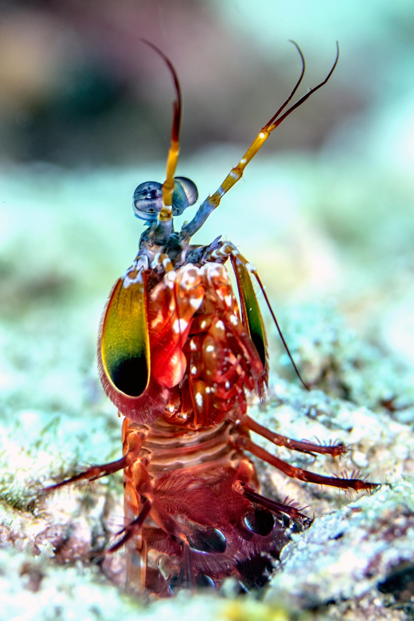 Download Peacock mantis shrimp burrow - Science Connected Magazine