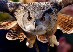 SuperbOwl: Image credit: Alexas_Fotos via Pixabay