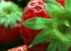 Wounding Leaves Produces Sweeter Organic Strawberries