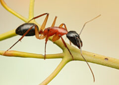 Ants’ Love of Pee May Reduce Greenhouse Gas