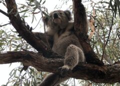 Australian Bushfires/Wildfires