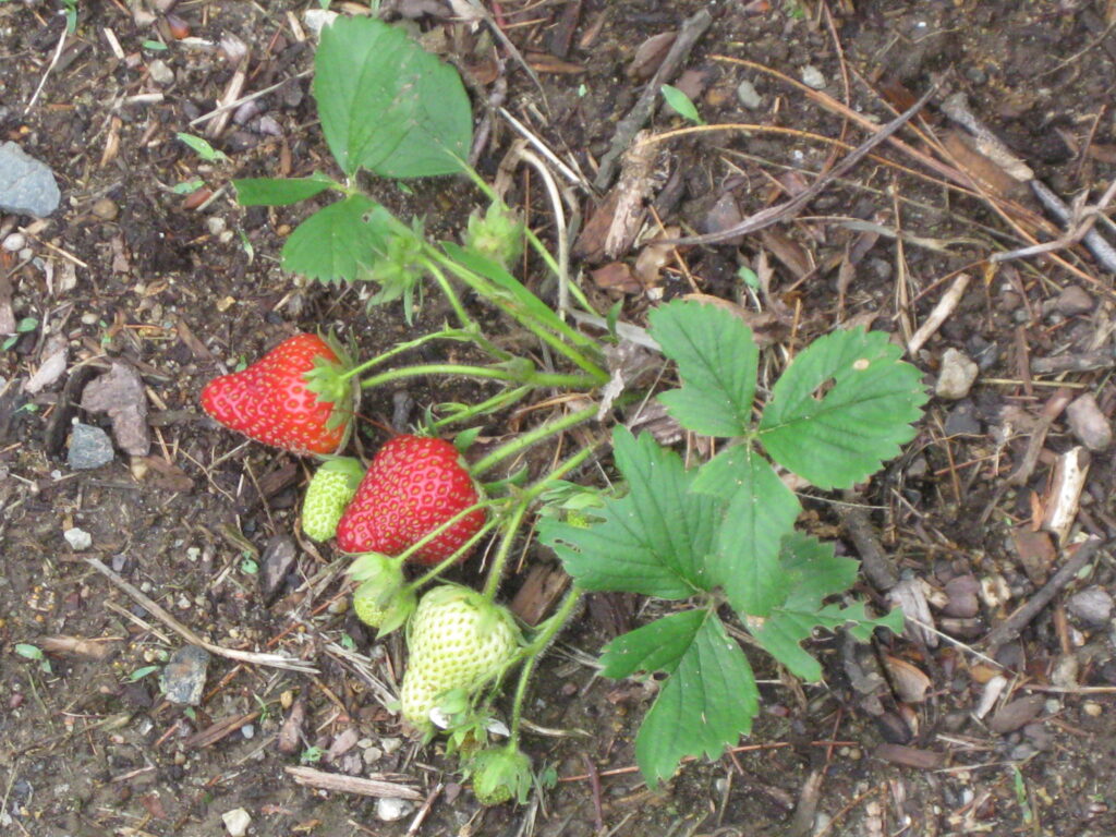 organic strawberry plant: photo by Nathan Cooprider via Flickr (CC BY 2.0)