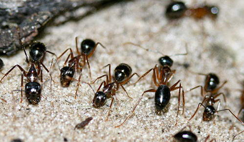 Ants: Sugar Ants Mine Dried Urine from Sand