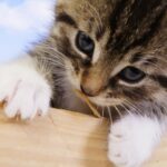 cat-specific music reduces stress in cats