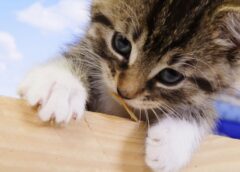 cat-specific music reduces stress in cats