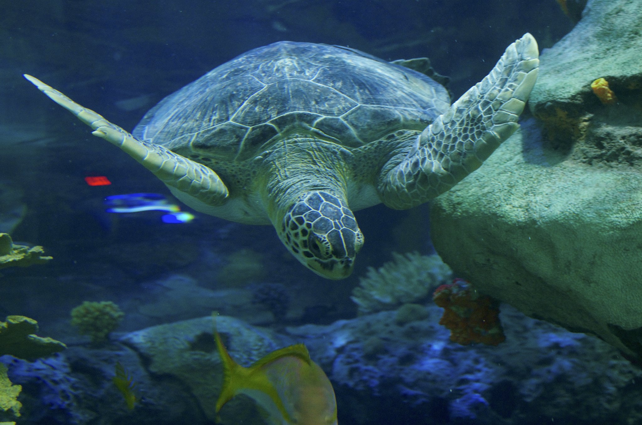 To Sea Turtles, Ocean Plastic Smells Like Food - Science Connected Magazine