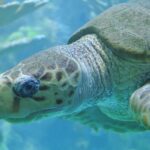Sea turtle photographed by Lorianne DiSabato at the New England Aquarium in Boston, MA (CC BY-NC-ND 2.0)
