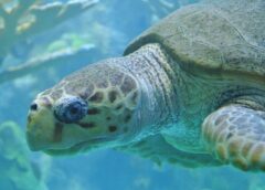 Sea turtle photographed by Lorianne DiSabato at the New England Aquarium in Boston, MA (CC BY-NC-ND 2.0)