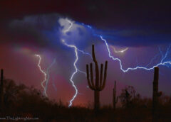 Saguaro Lightning Storm by Bo Insogna