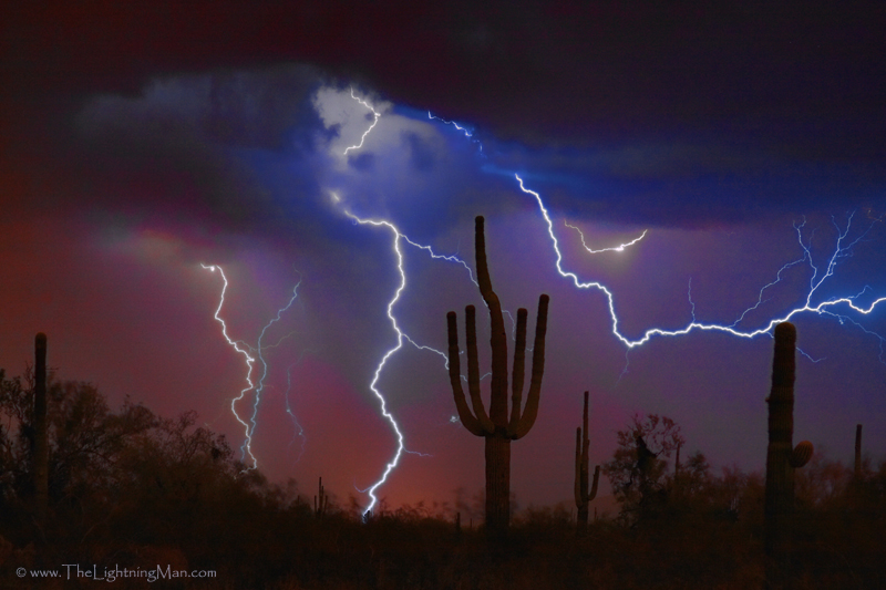 Saguaro Lightning Storm by Bo Insogna