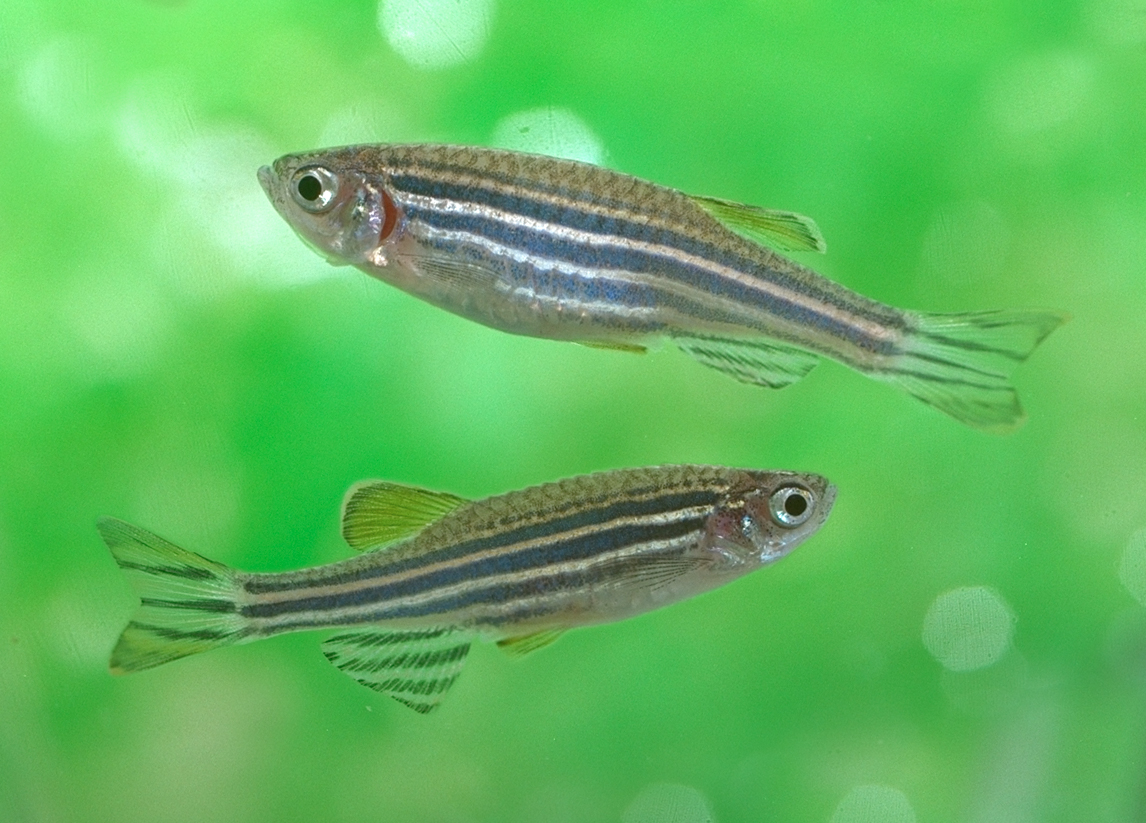 zebra fish, social isolation