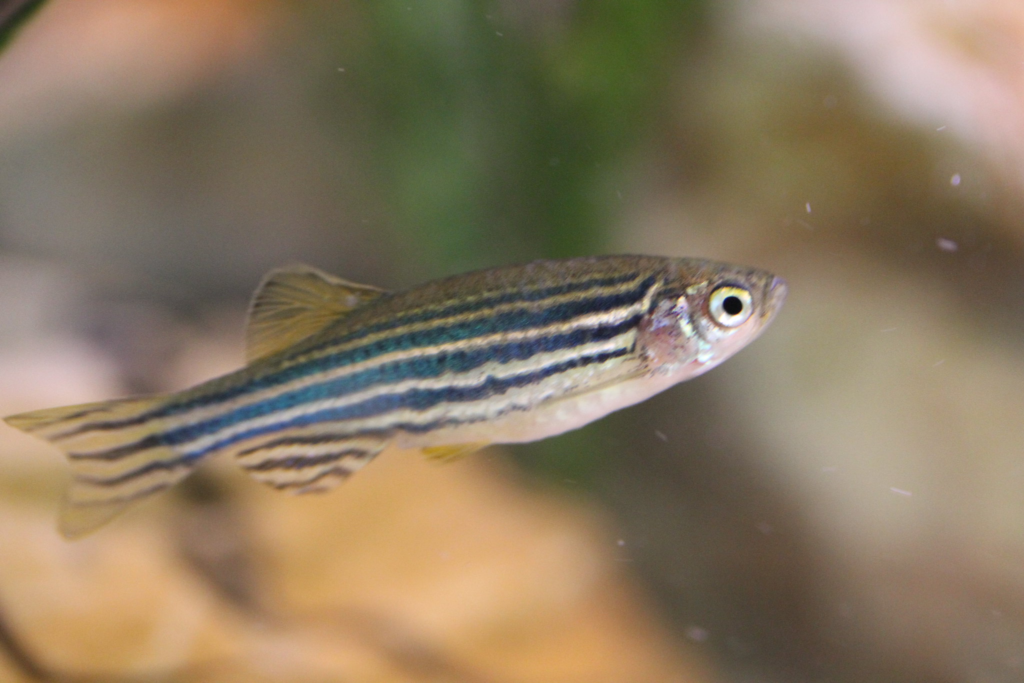 zebra fish, social isolation