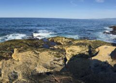 Rocky coastal intertidal of Maine, USA. Photo Credit to Helen Cheng.