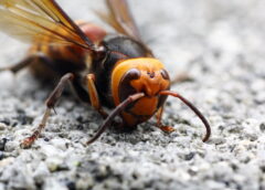 Murder Hornets a Threat to Honey Bees