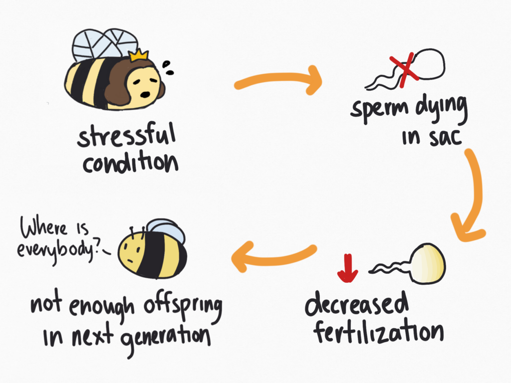 How stressful conditions can lead to problems for the queen and colony.