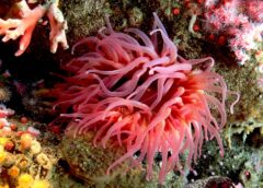 Sea Anemone: More Food, More Tentacles