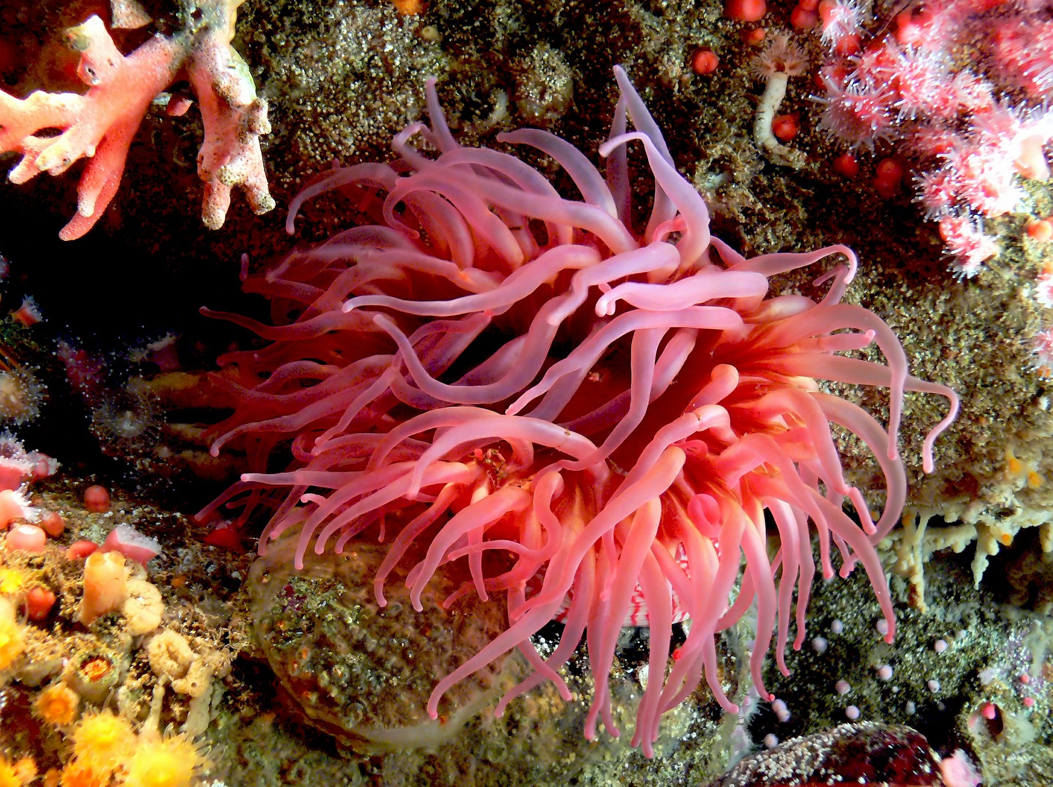 Sea Anemone: More Food, More Tentacles - Science Connected Magazine