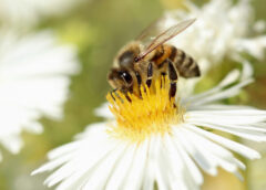 Pollinators Attracted by Hidden Patterns in Petals