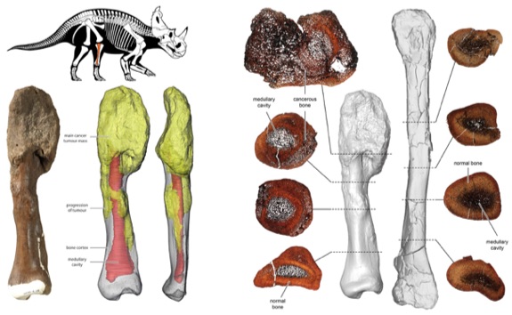 dino cancer