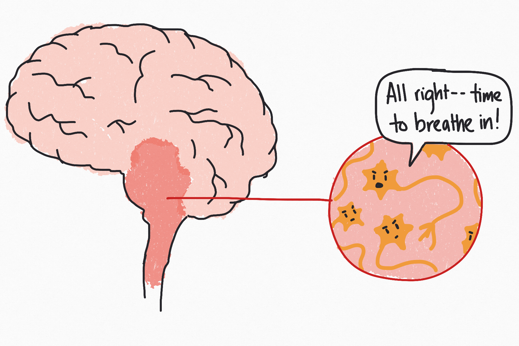 The brain stem and spinal cord are home to an intricate network of neurons that work together to regulate breathing. 