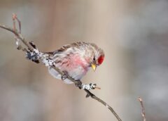 Migratory birds like this Common Redpoll consume both plants and seeds.