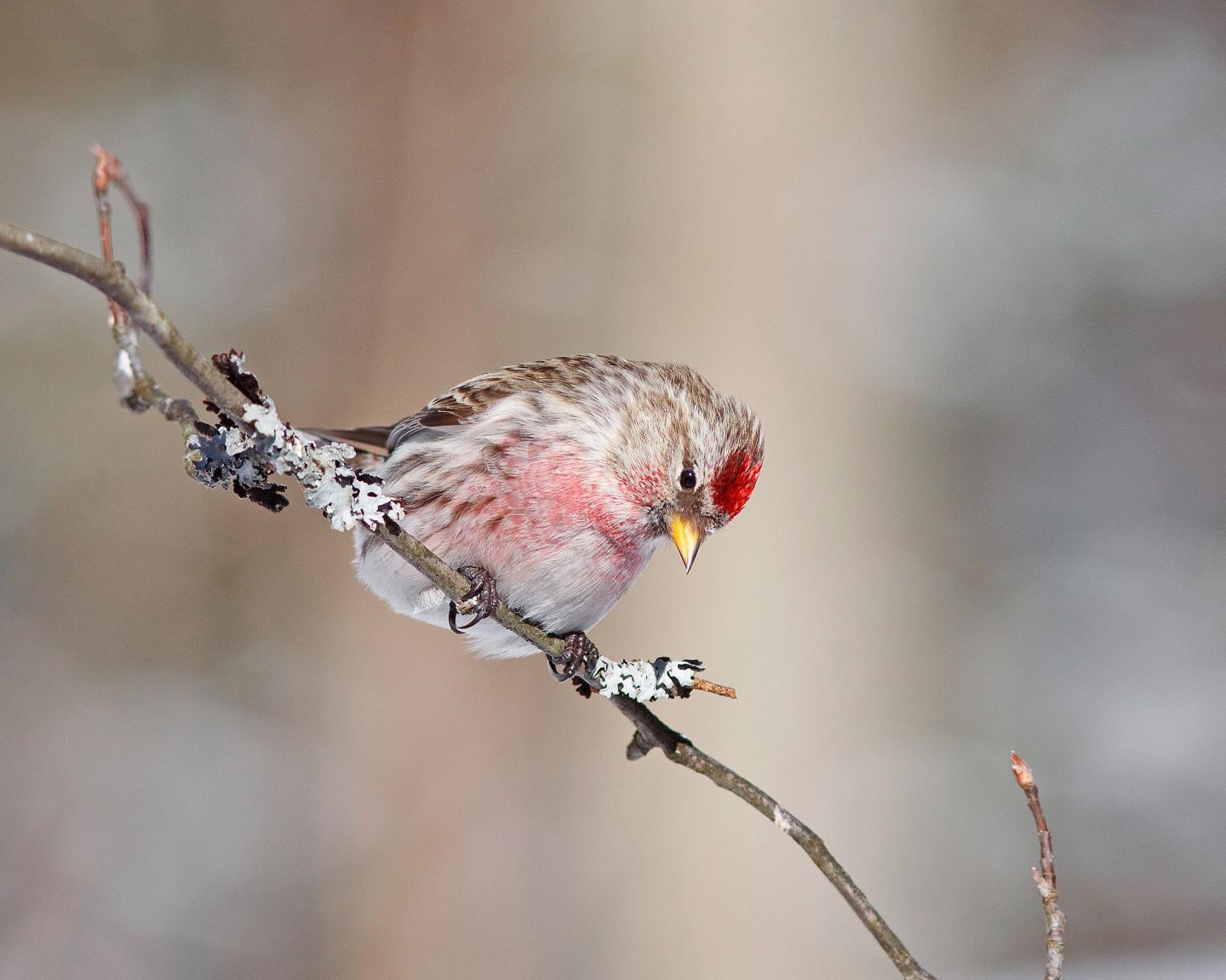 Migratory birds like this Common Redpoll consume both plants and seeds.