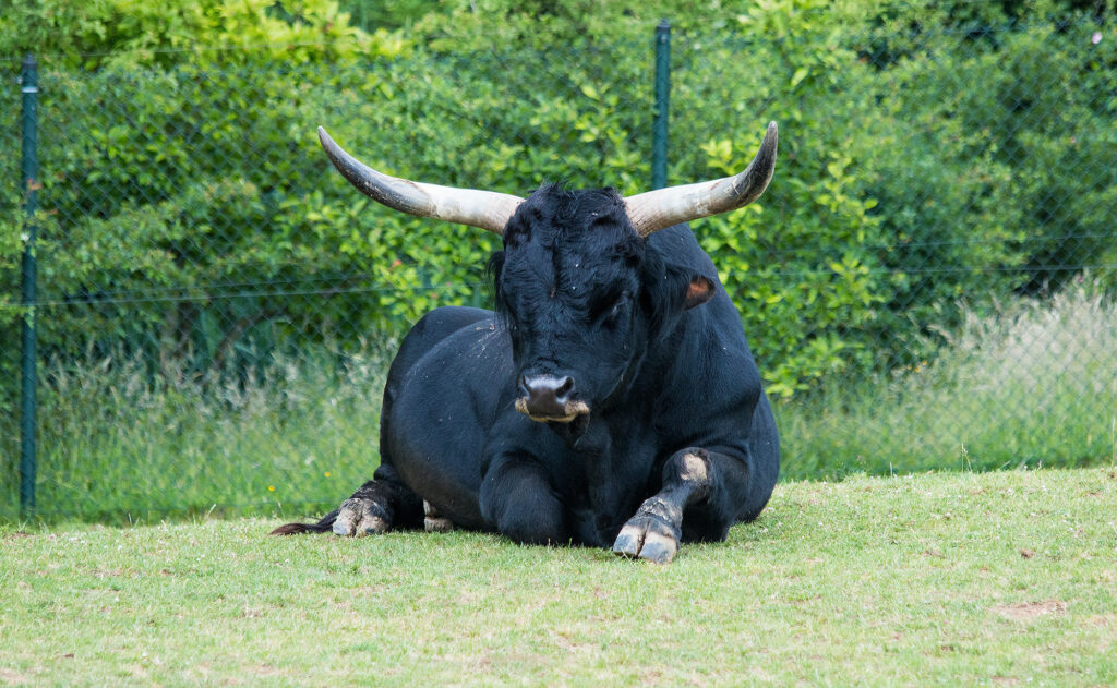 heck cattle, photographed by Hans De Bisschop
