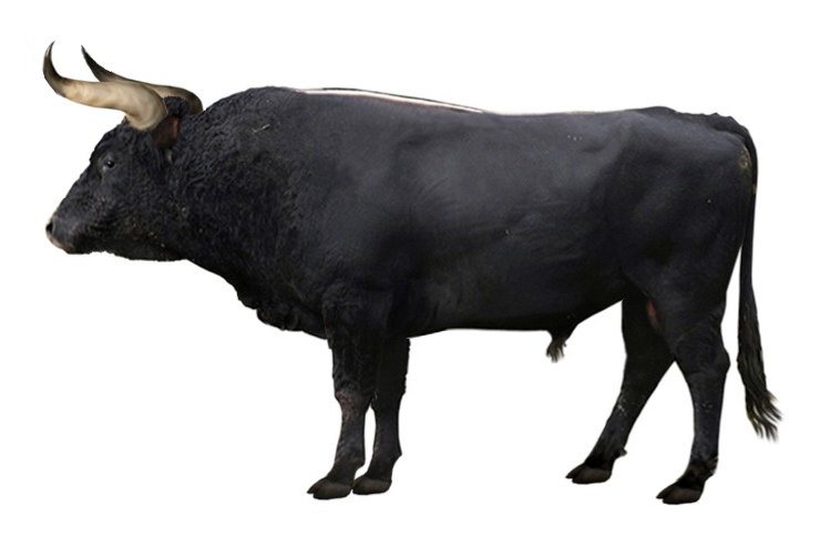 wild ancestor of cattle