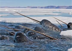 Narwhal tusks expose climate change