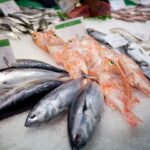 plankton predict red sea fishing success