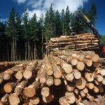 clear cutting forests and soil carbon