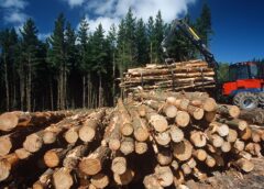 clear cutting forests and soil carbon