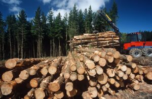 clear cutting forests and soil carbon