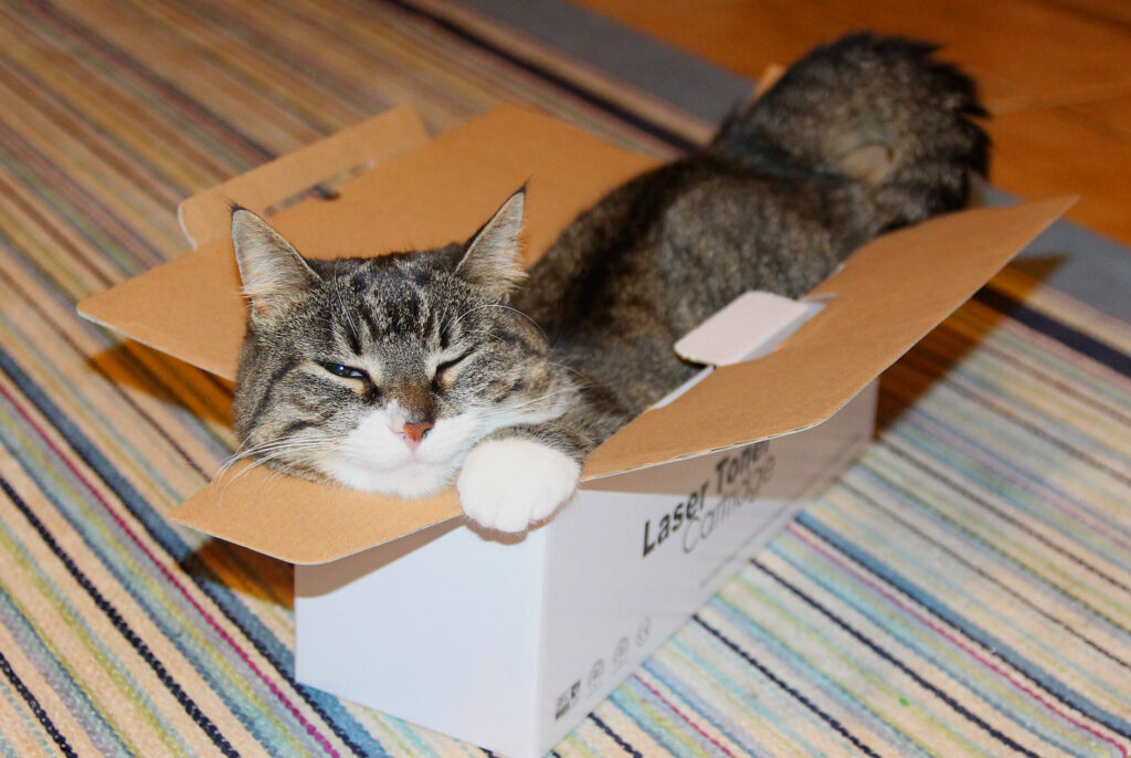 cat in box, box cat, simon's cat logic videos