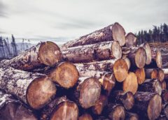 Commodity-Driven Deforestation Threatens Forests