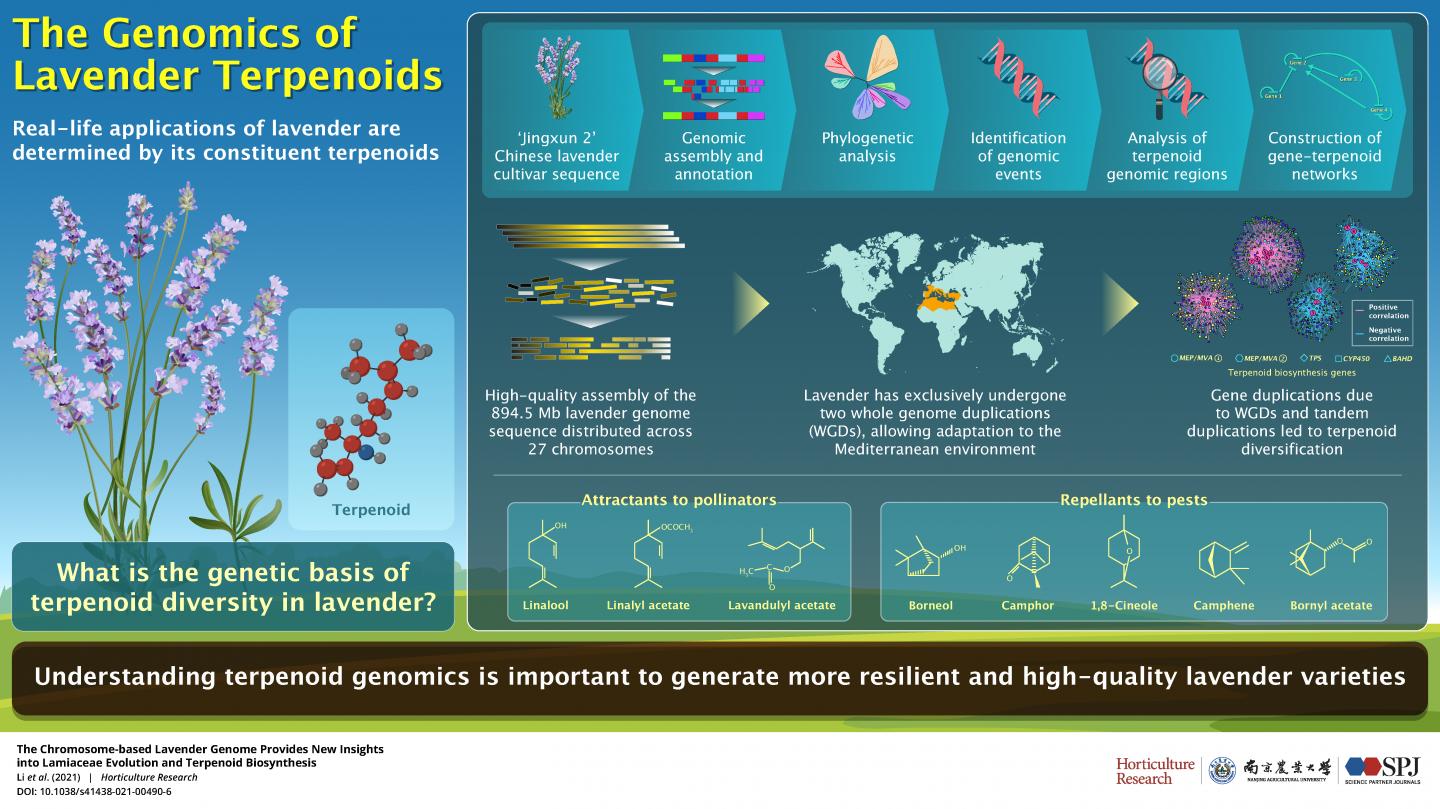 genetics of lavender