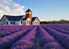 Genetics Behind Lavender’s Popular Scent