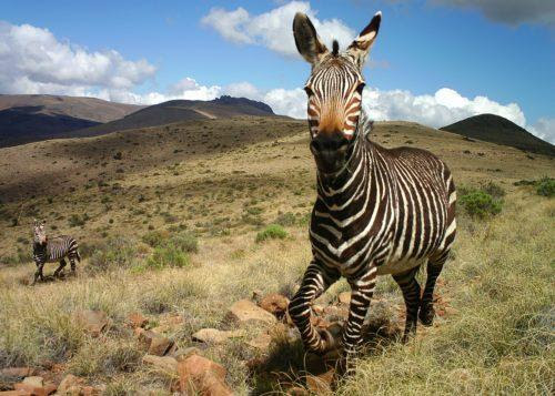 STEM Summer Reading: Citizen Science Tails and Summer Tales