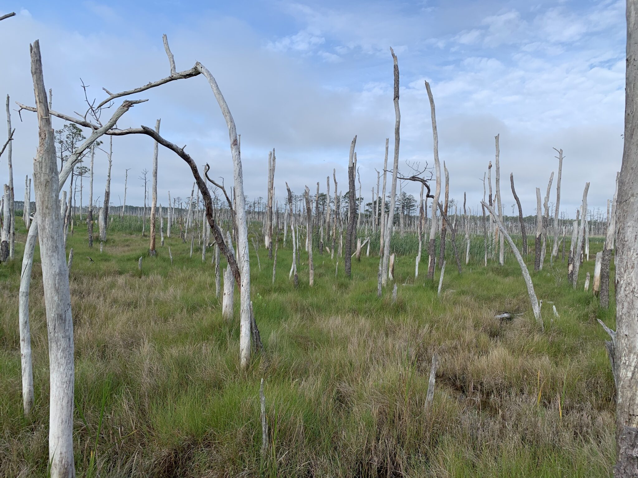 Ghost Forests